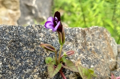Torenia fournieri