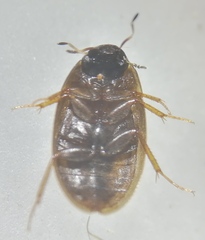 Enochrus