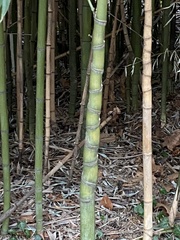 Phyllostachys aurea