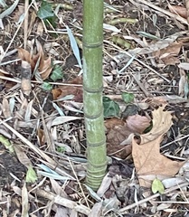 Phyllostachys aurea