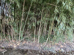 Phyllostachys aurea