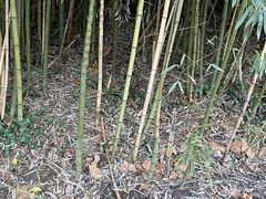 Phyllostachys aurea