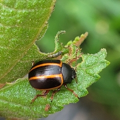 Doryphorina