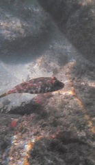 Sphoeroides spengleri