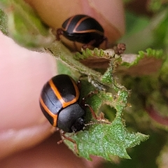 Doryphorina