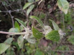 Minthostachys mollis
