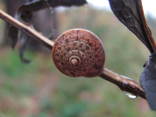 Abchasohela pachnodes