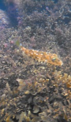 Sphoeroides spengleri