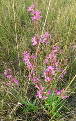 Lythrum virgatum