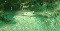 Coryphopterus glaucofraenum