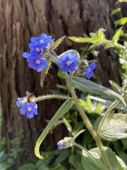 Pentaglottis sempervirens