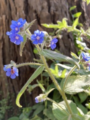 Pentaglottis sempervirens