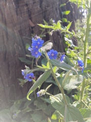 Pentaglottis sempervirens