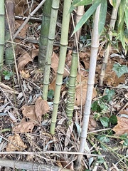 Phyllostachys aurea
