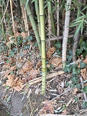 Phyllostachys aurea