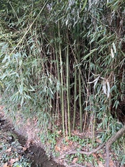 Phyllostachys aurea