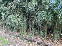 Phyllostachys aurea