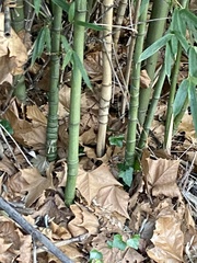 Phyllostachys aurea