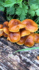 Flammulina velutipes