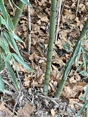 Phyllostachys aurea