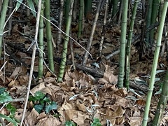 Phyllostachys aurea