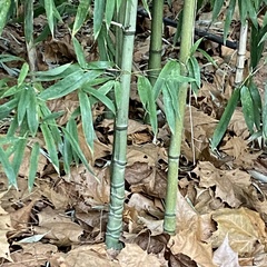 Phyllostachys aurea