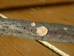 Peniophora incarnata