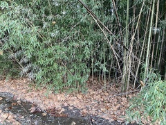 Phyllostachys aurea