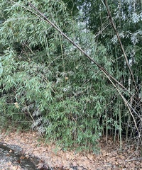 Phyllostachys aurea