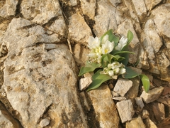 Ornithogalum lanceolatum