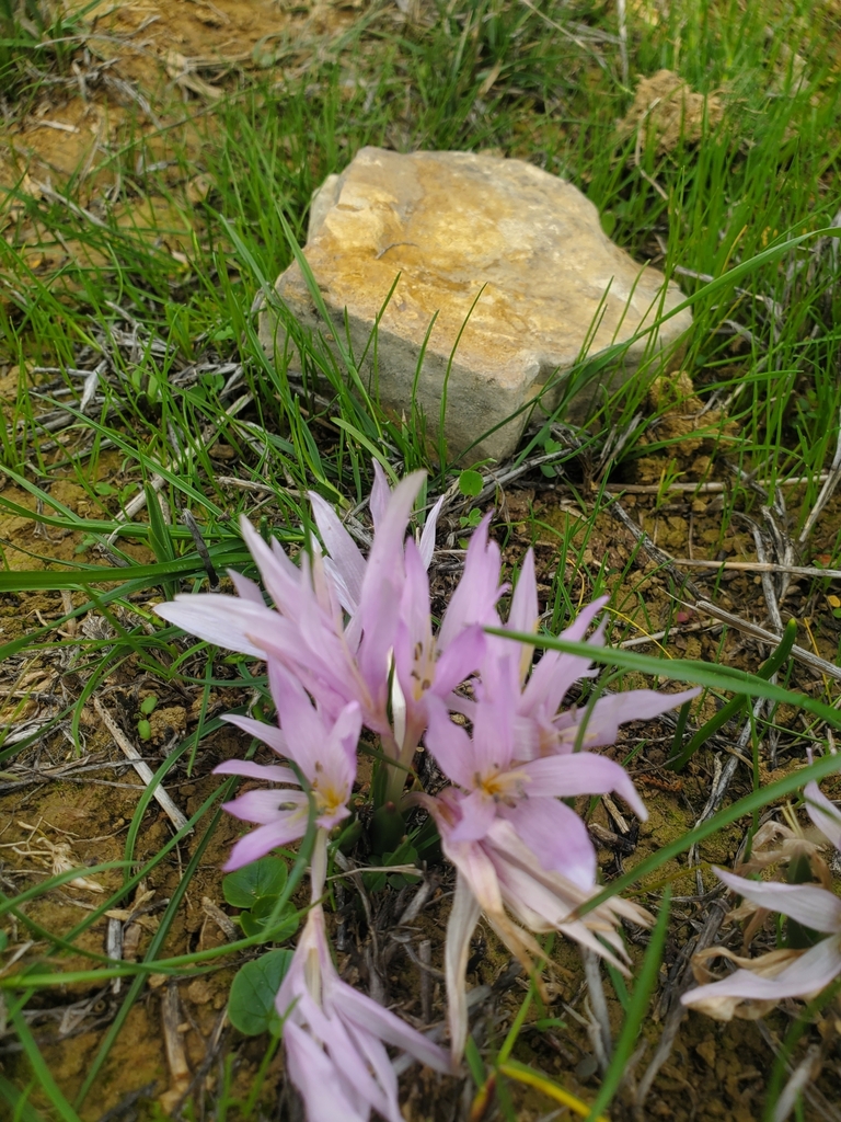 Colchicum szovitsii