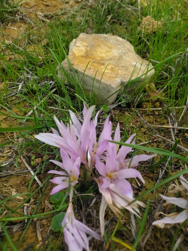 Colchicum szovitsii