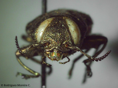 Chrysobothris acutipennis