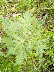 Ambrosia arborescens