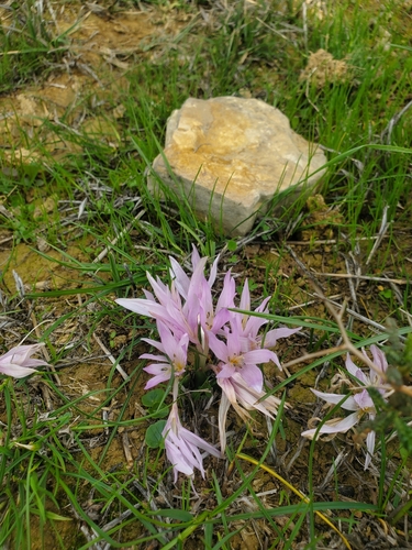 Image of Colchicum szovitsii by (c) Mitch Van Dyke, some rights reserved (CC BY)