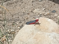 Phymateus morbillosus