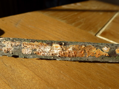 Peniophora incarnata