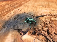 Chrysolopus spectabilis