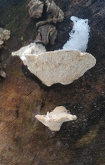 Trametes gibbosa