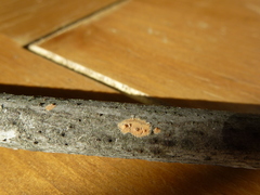 Peniophora incarnata