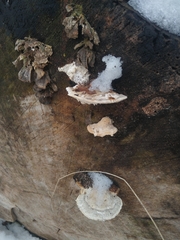 Trametes gibbosa