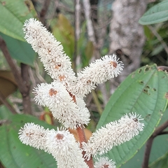 Miconia corallina