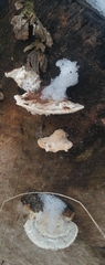 Trametes gibbosa