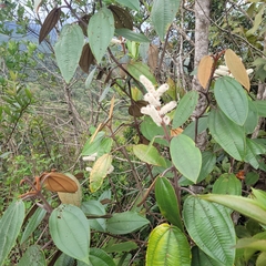 Miconia corallina