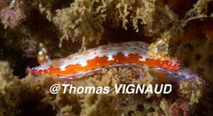 Hypselodoris maculosa