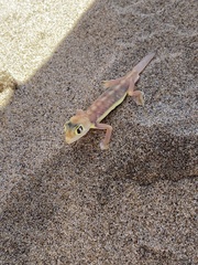 Pachydactylus rangei