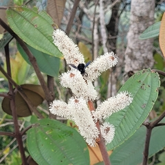 Miconia corallina