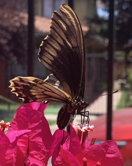Battus polydamas