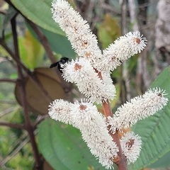 Miconia corallina