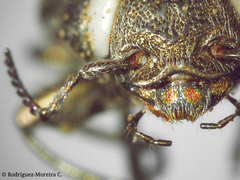 Chrysobothris acutipennis